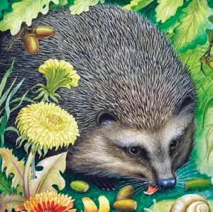 Лесной колобок - колючий бок