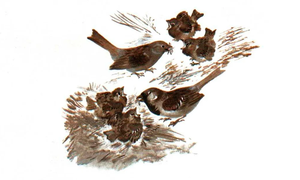 Воробьята детеныши