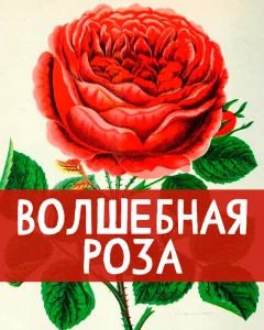 Волшебная роза