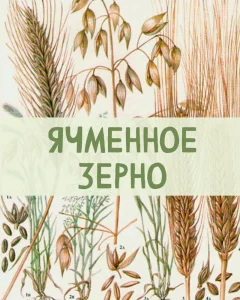Ячменное зерно
