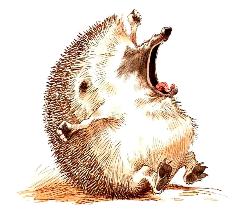 Ежик зевает