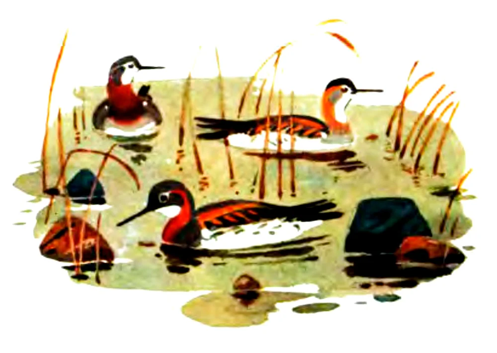 Птичка плавает