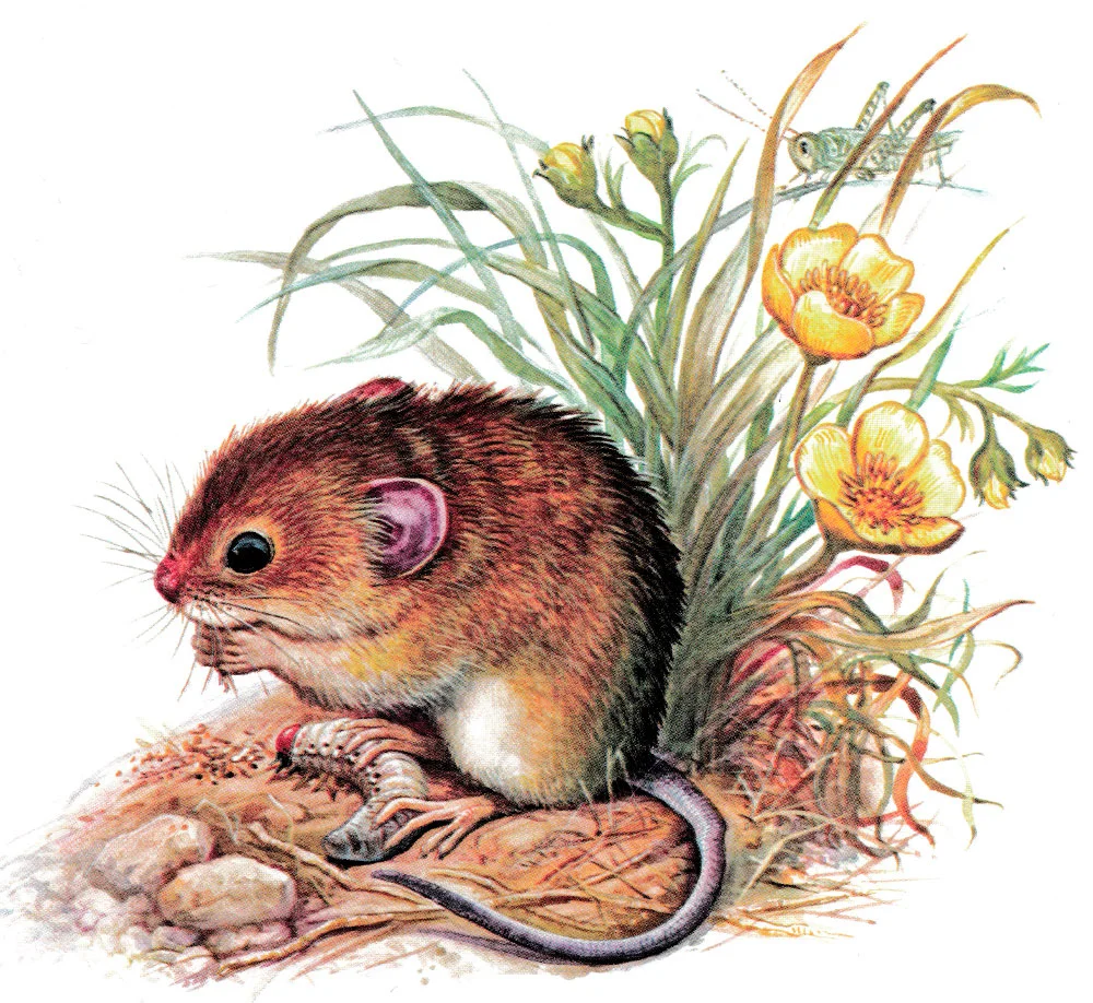 Мышонок Пик кушает личинки