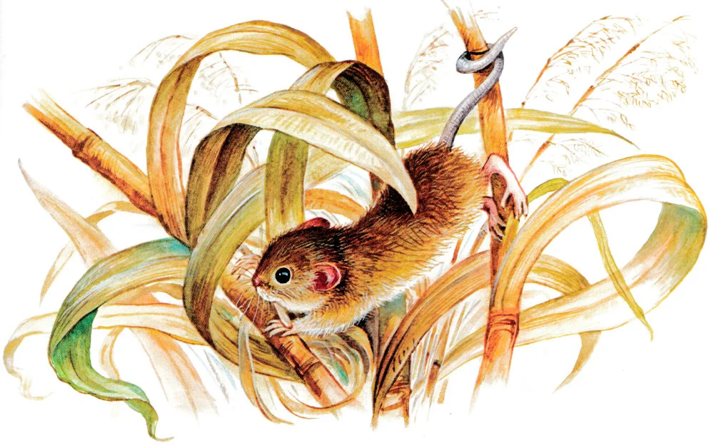 Мышонок Пик на траве