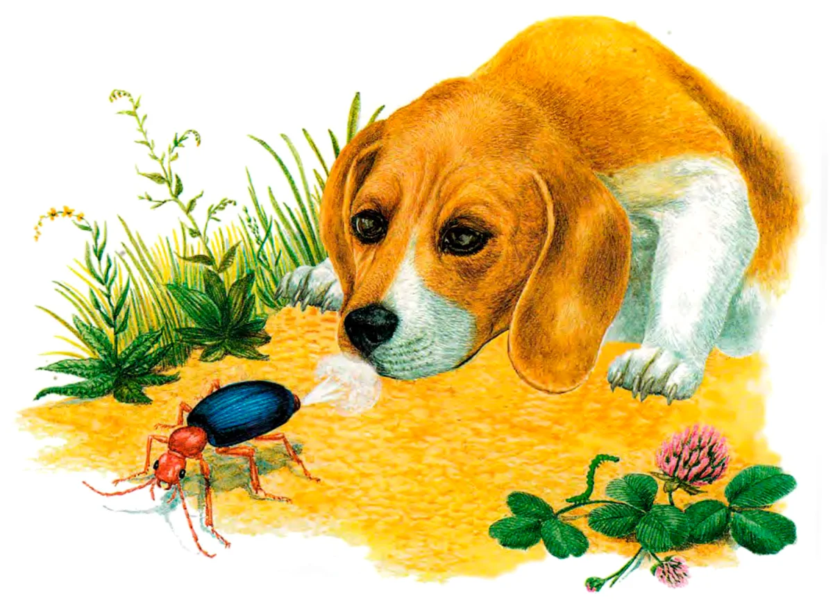 Жук и пёсик