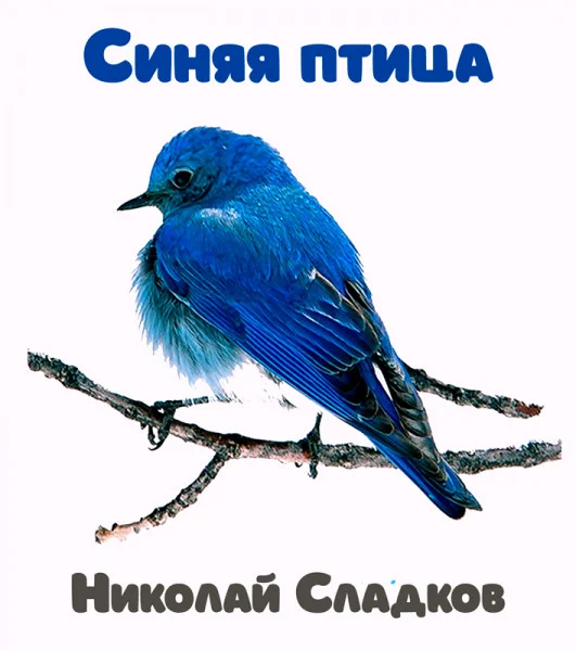 Синяя птица