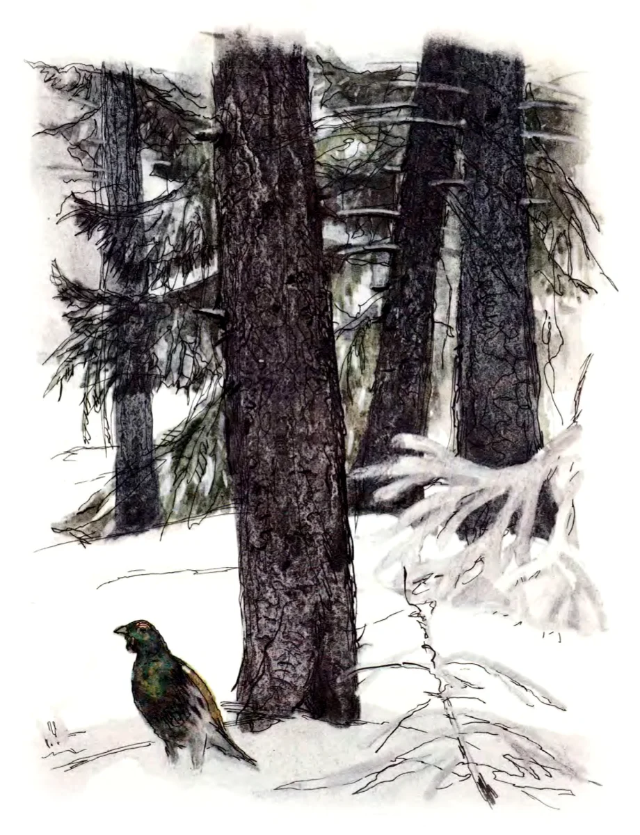 Глухарь в зимнем лесу