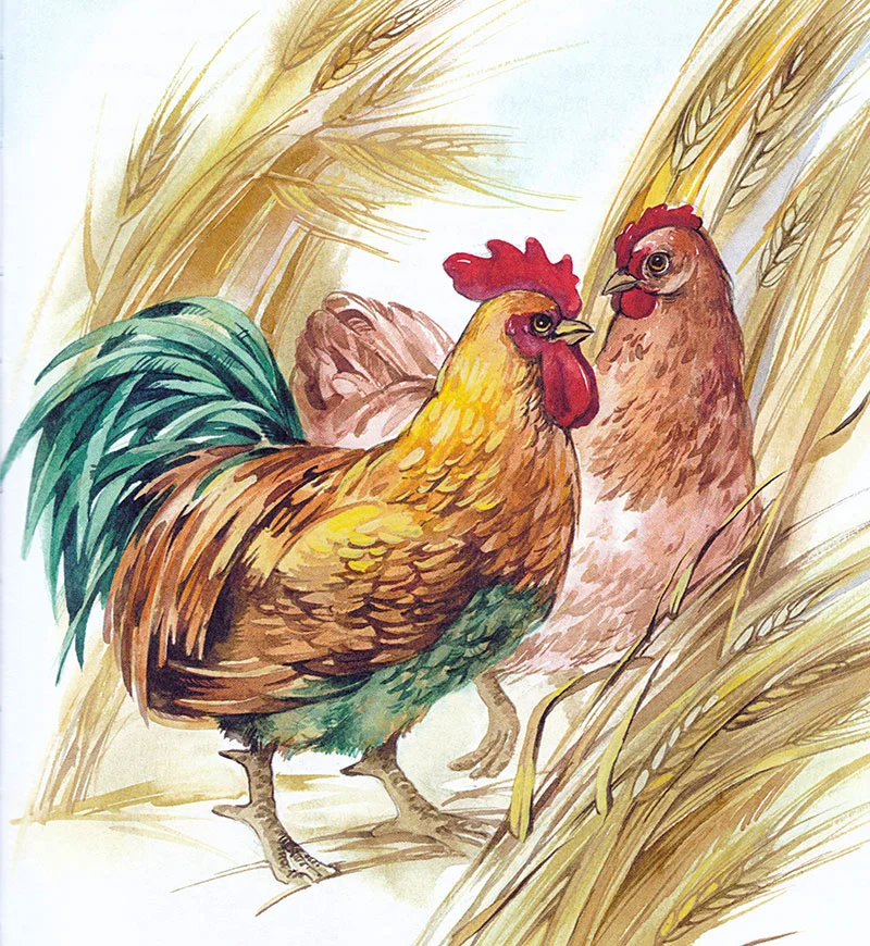 Петух и курица