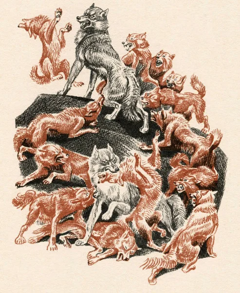 Рыжие собаки