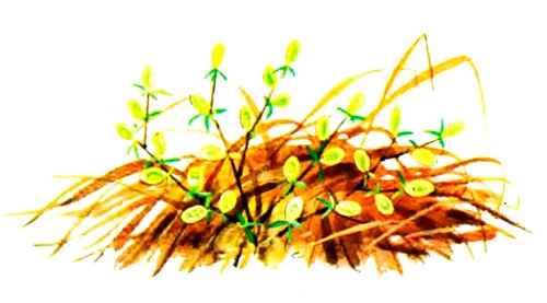 Почки распускаются