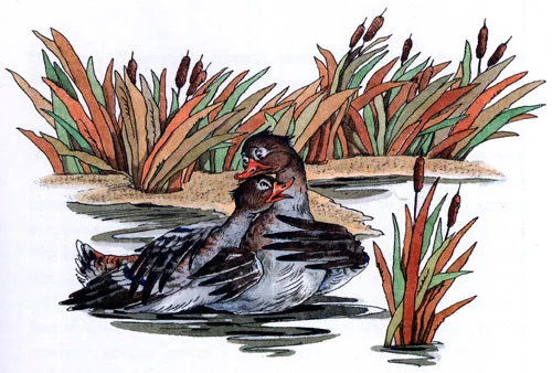 Серая шейка - картинка 2