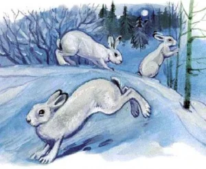 Зайцы