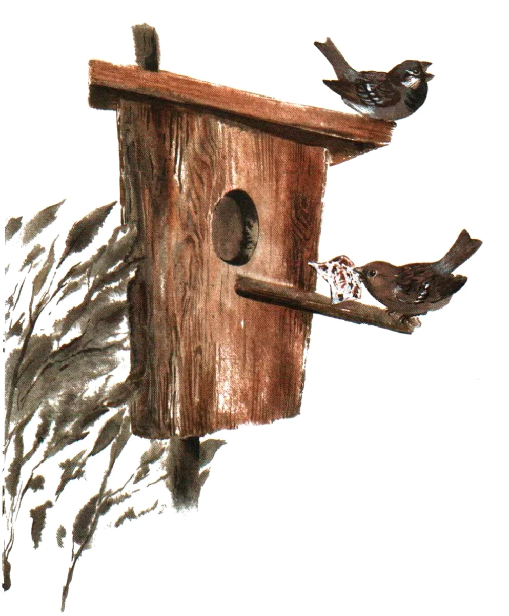 Воробьи в скворечнике