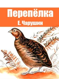 Перепёлка