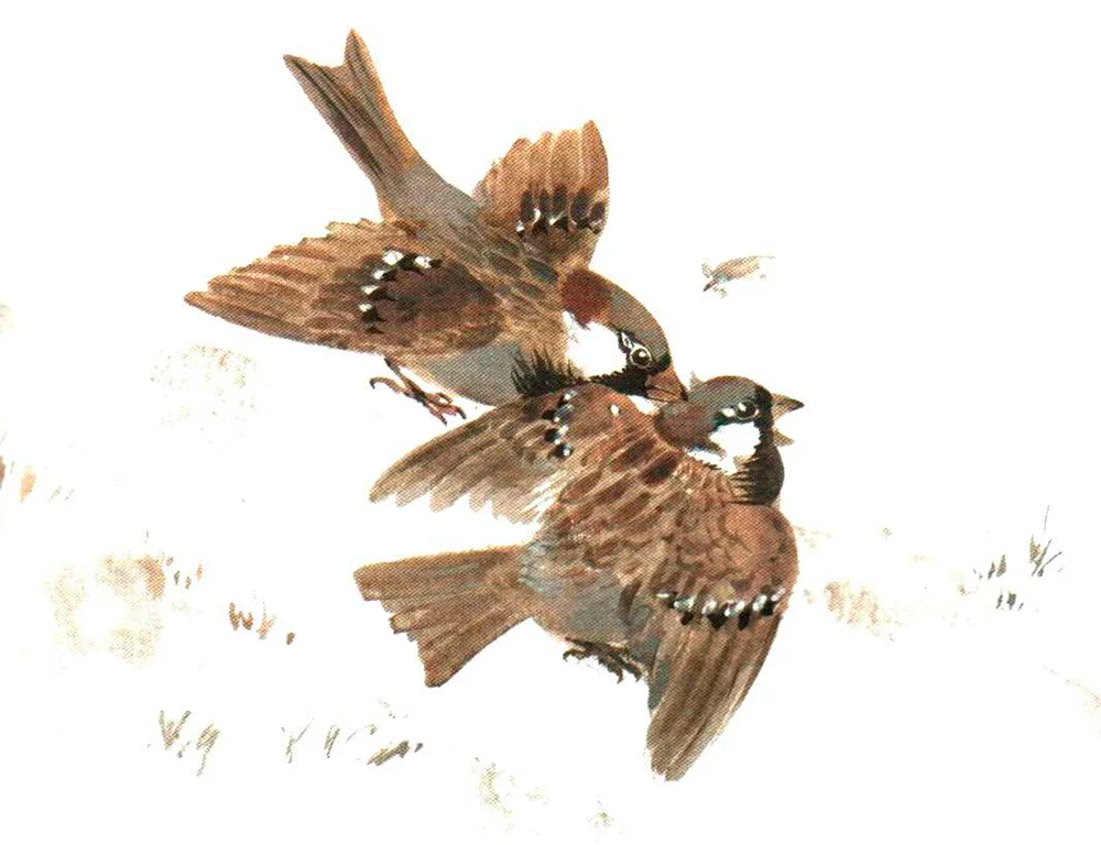 Воробьи дерутся