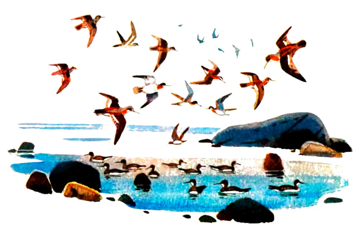 Птицы летают над водой