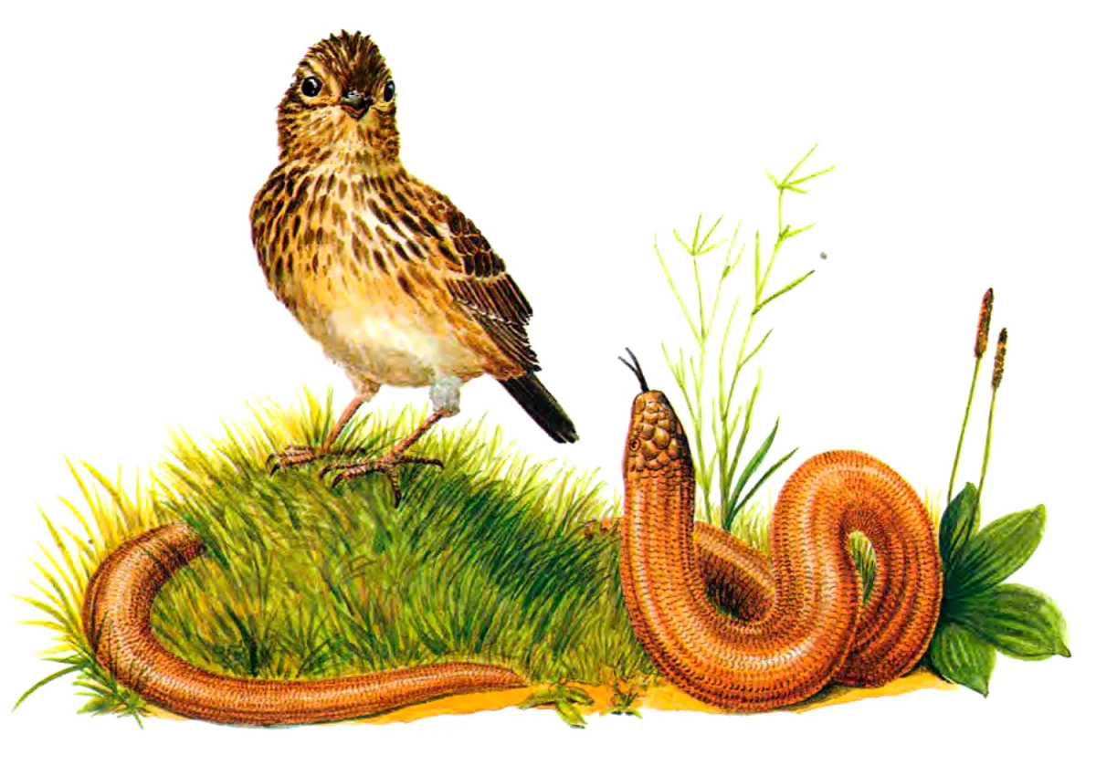 Птичка и ящерка