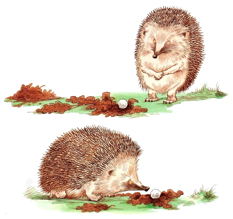 Ежик рядом с комком снега