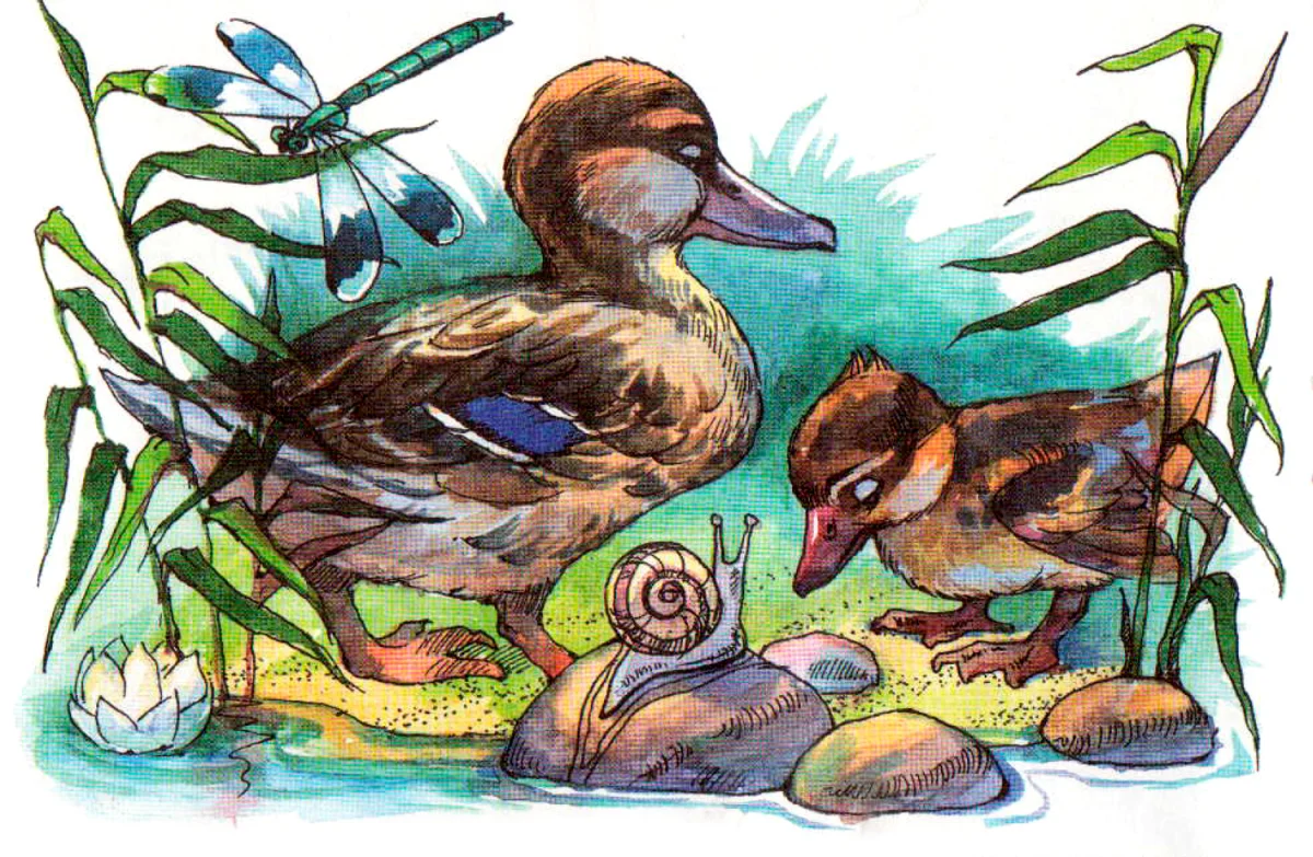 Утка с утенком
