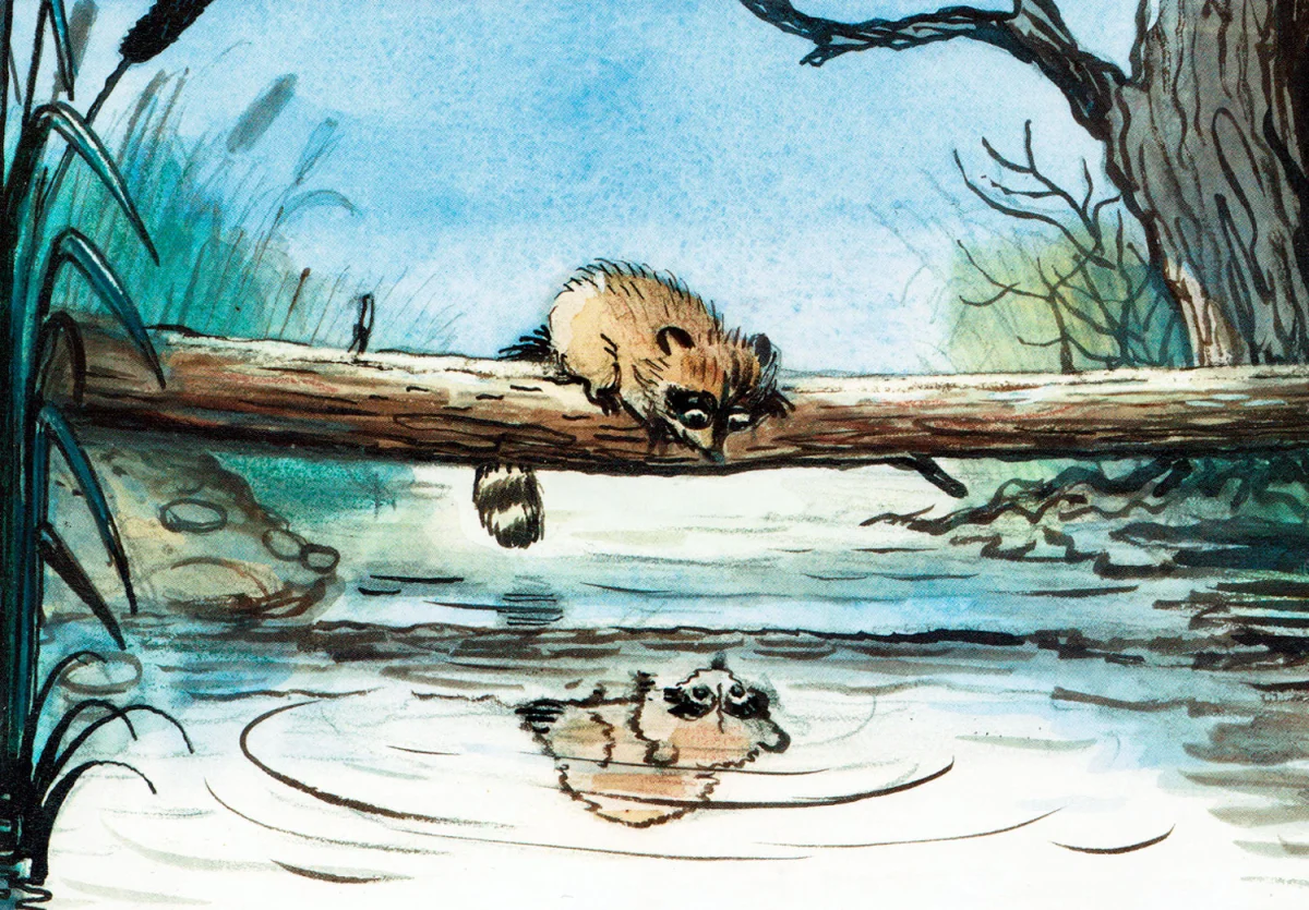 Крошка енот смотрит в воду