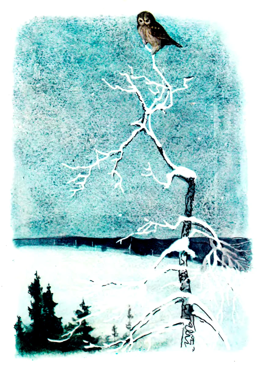 Сова на макушке дерева