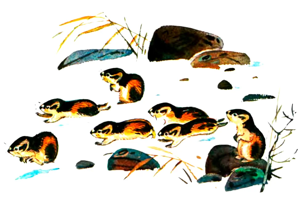 Маленькие зверьки бегут