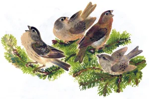 Пунька и птицы