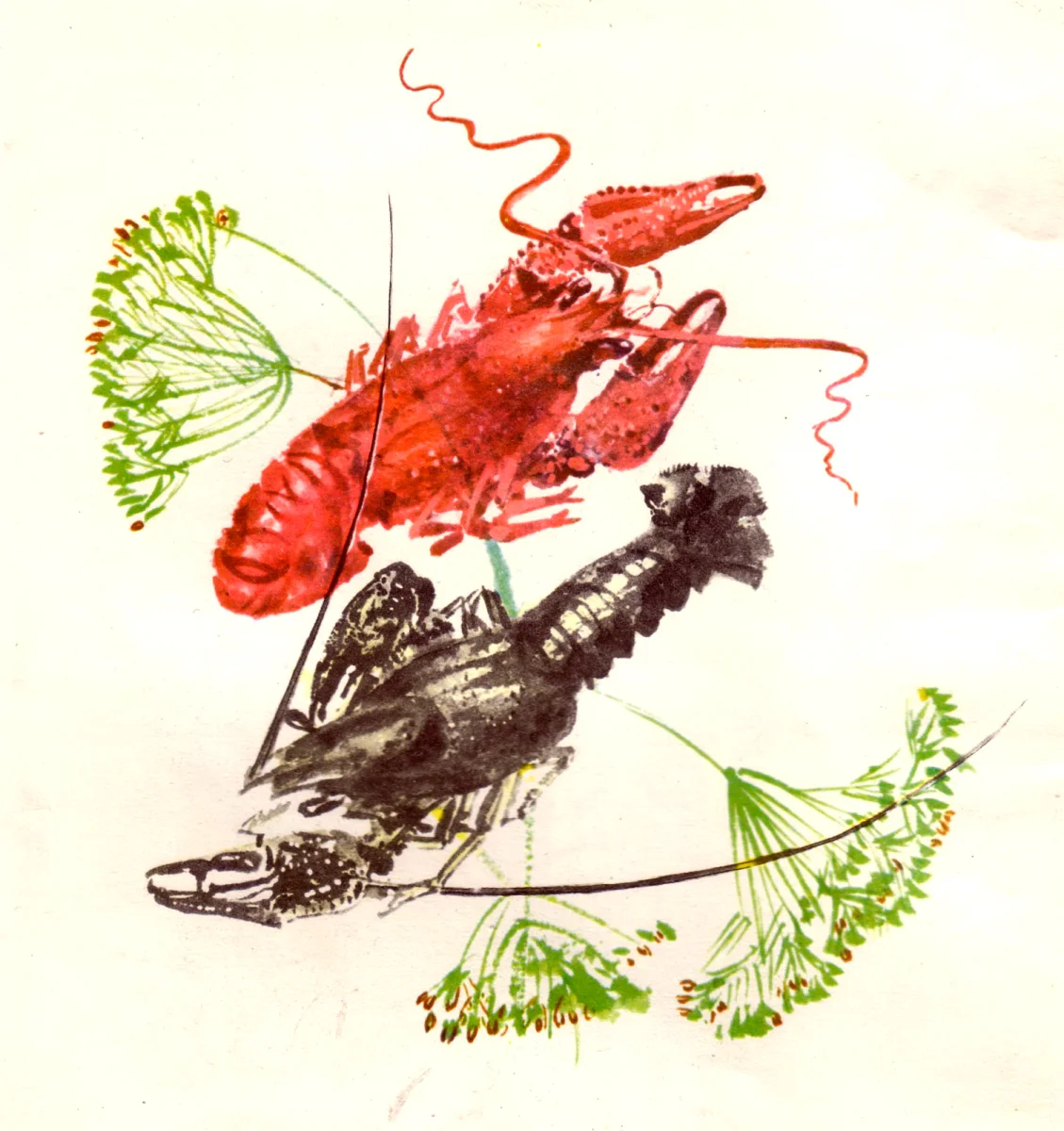 Красный и черный рак с укропом