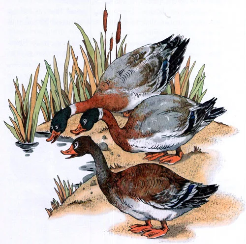 Лягушка-путешественница - картинка 4