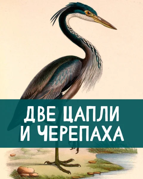 Две цапли и черепаха
