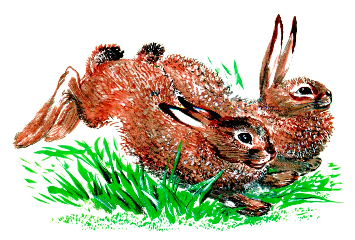 Зайчики бегут по травке