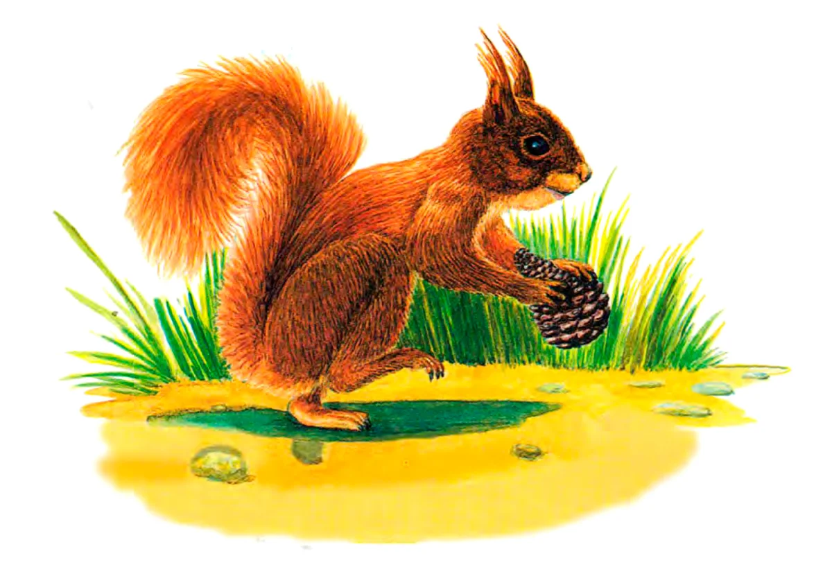 Белочка с орешком