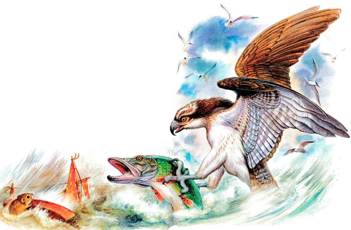 Птица-рыболов поймала щуку