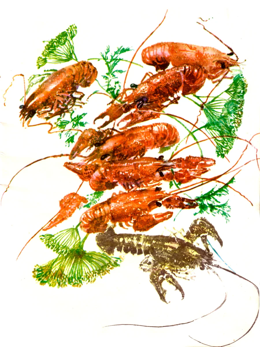 Черный рак среди красных раков