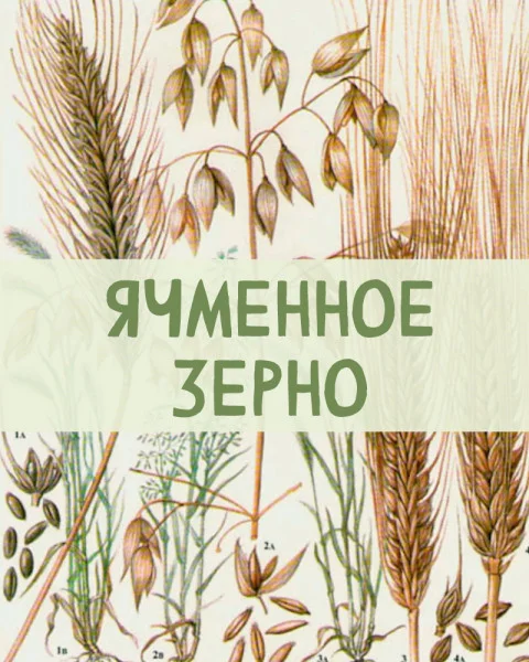 Ячменное зерно