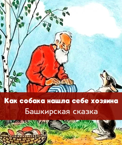 Как собака нашла себе хозяина