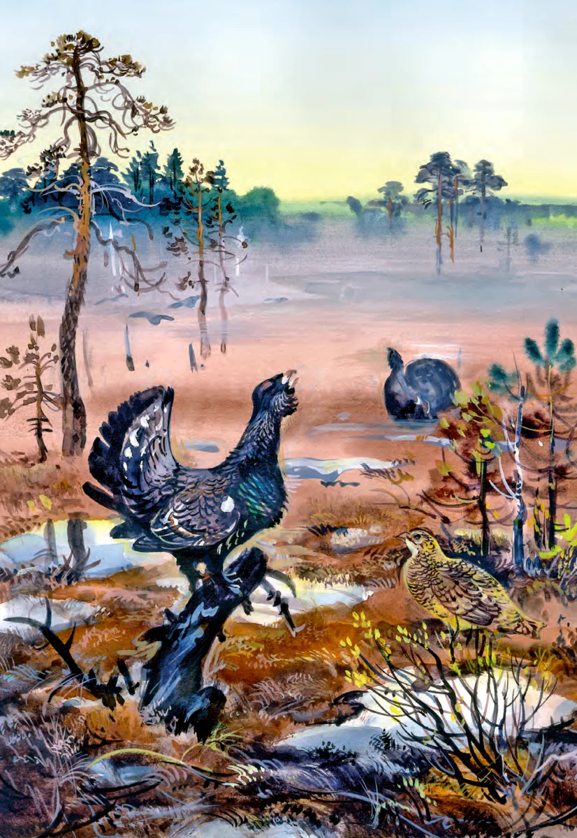 Тетерев в лесу