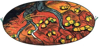 Желуди на земле