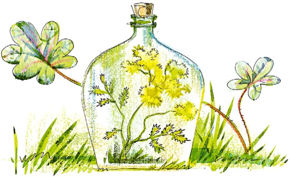 Мимоза в баночке