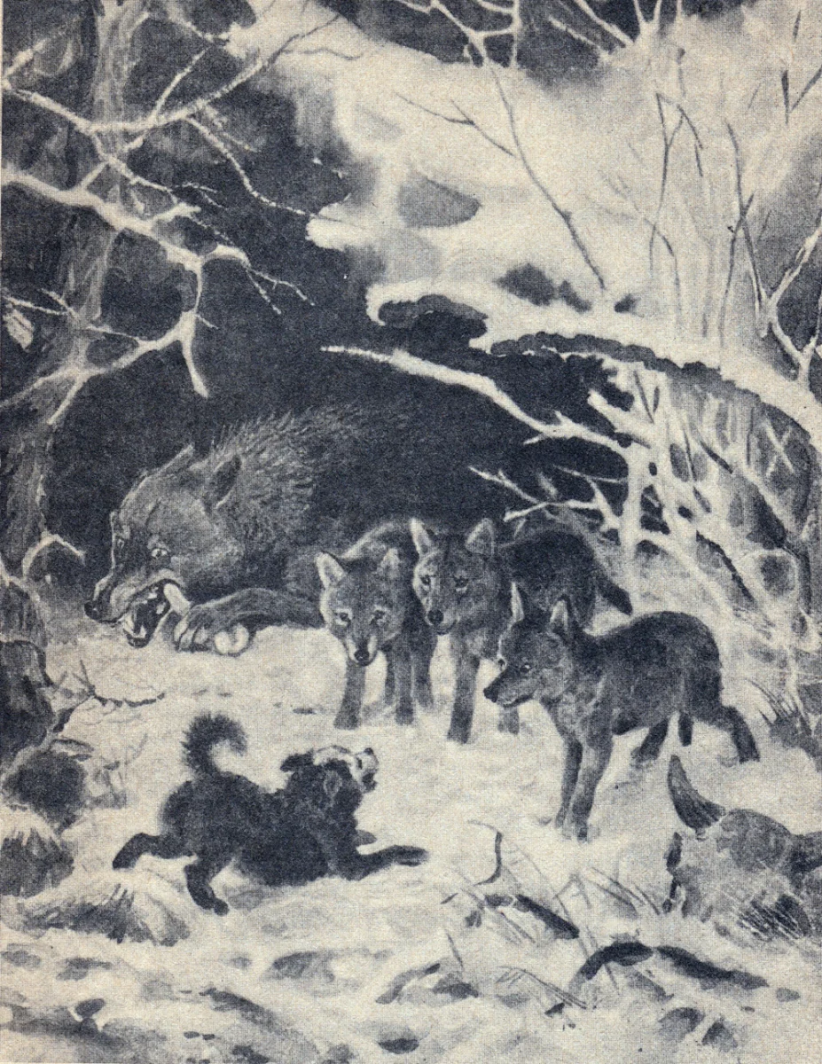 Белолобый и волчата