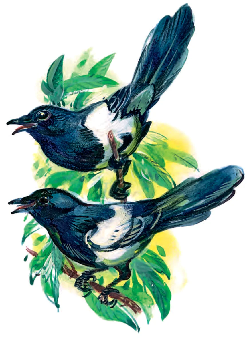 Две сороки
