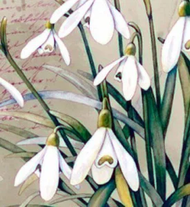 Подснежник