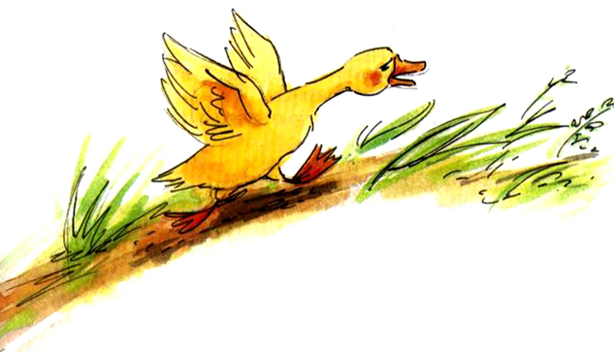 Утенок бежит