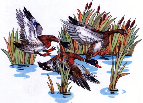 Лягушка-путешественница - картинка 2