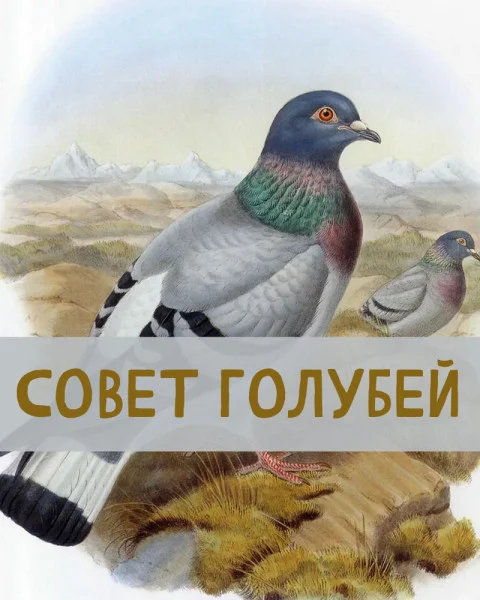 Совет голубей