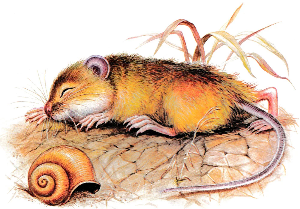 Мышонок устал