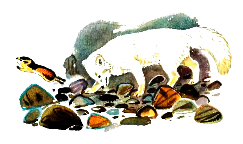 Песец ловит пеструшку