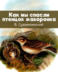Как мы спасли птенцов жаворонка