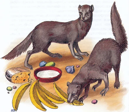 Мангуста кушает