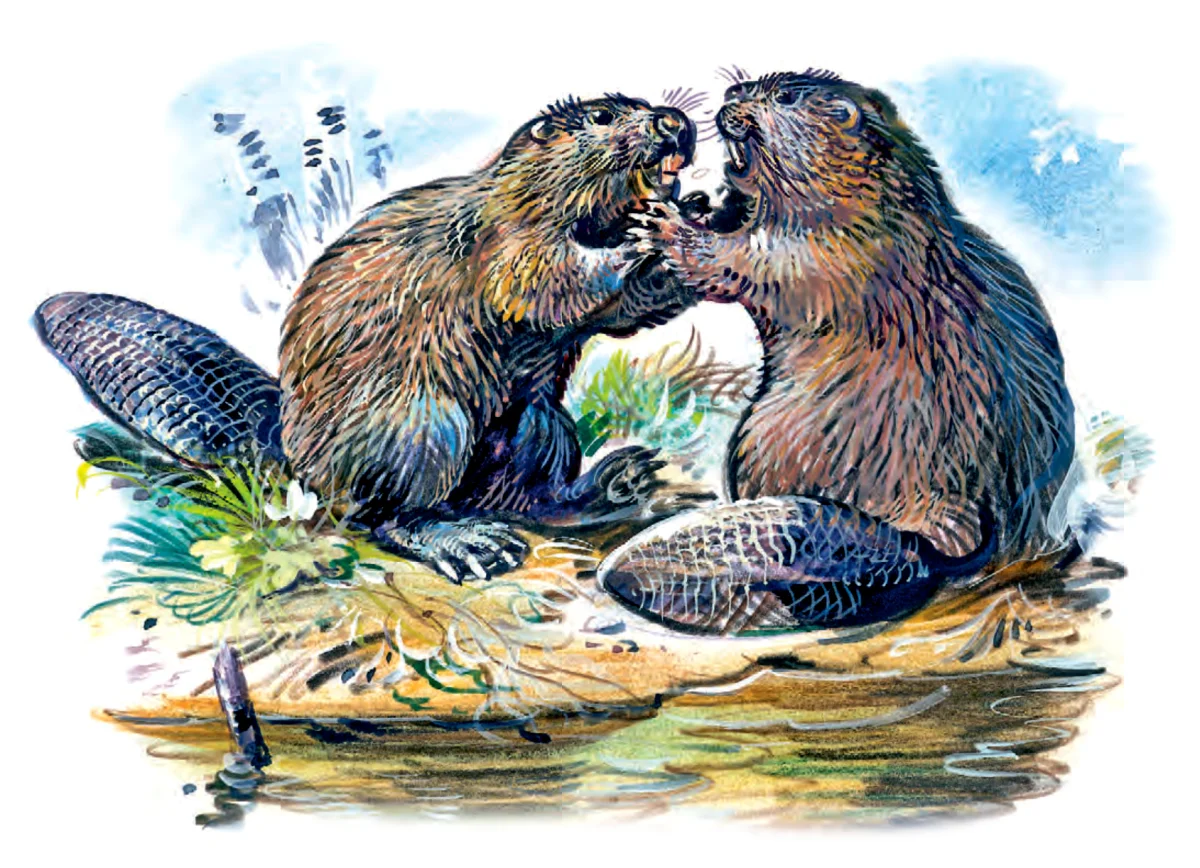 Два бобра
